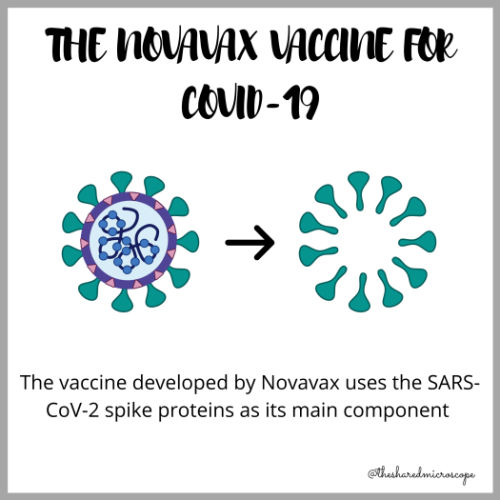 An image of the novavax vaccine for COVID-19. The vaccine developed by Novavax uses the SARS-CoV-2 spike proteins as its main component.