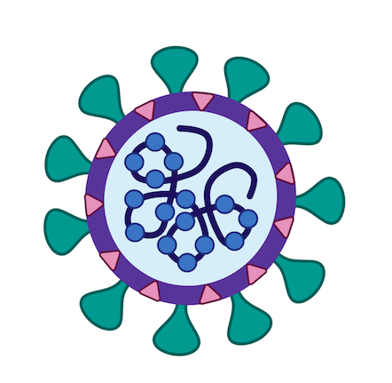 Image highlighting the structure of a virus. The virus is round with spike like protrusions called spike proteins. It has a strand of genetic matter inside the round capsule.