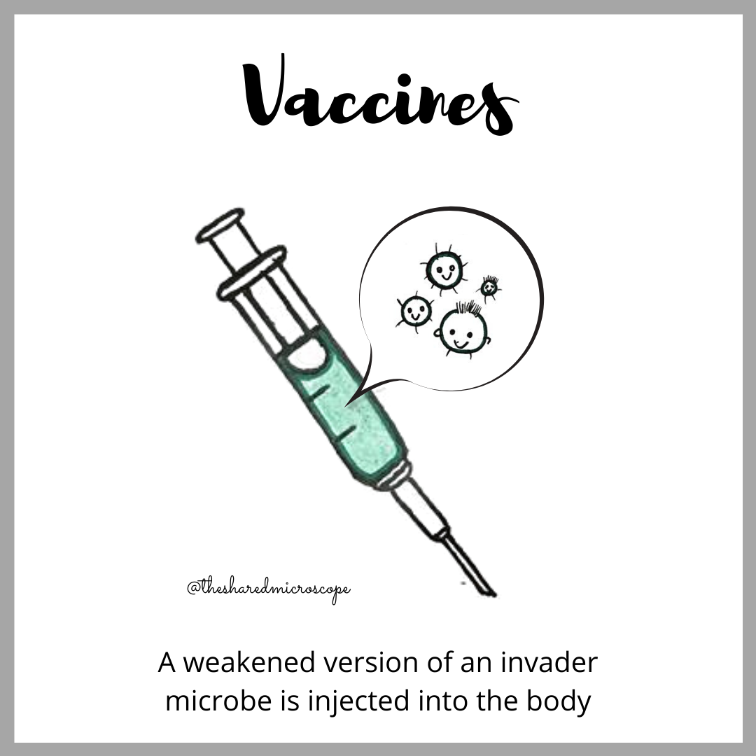 An image of vaccines with an injection highlighting small weakened viral particles that are inside the injection tube. The image has a text at the bottom which reads "a weakened version of an invader microbe is injected into the body"