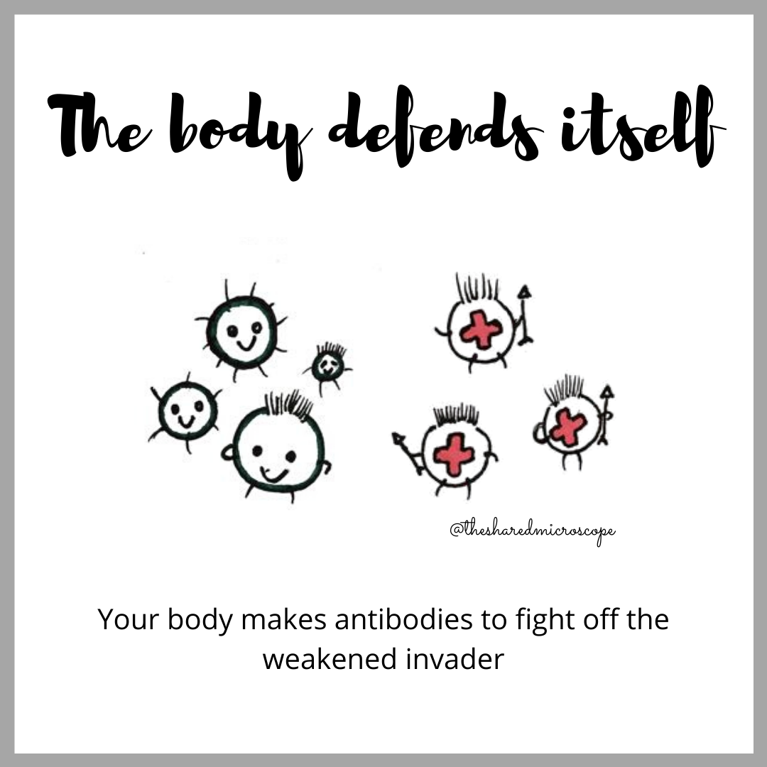 An image of antibodies fighting the viral particles. With text that reads "the body defends itself: your body makes antibodies to fight off the weakened invader"