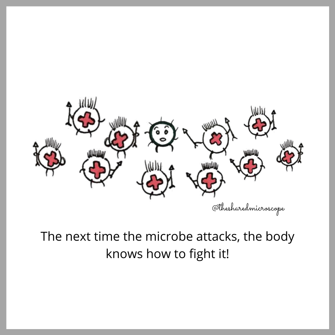 An image of antibodies fighting the microbe/virus that causes disease. The image reads "the next time the microbe attacks, the body knows how to fight it!"